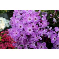 Floks wiechowaty 'Early Purple Eye'
